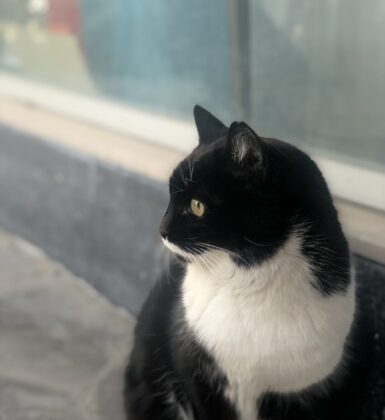 Meraklı Melahat