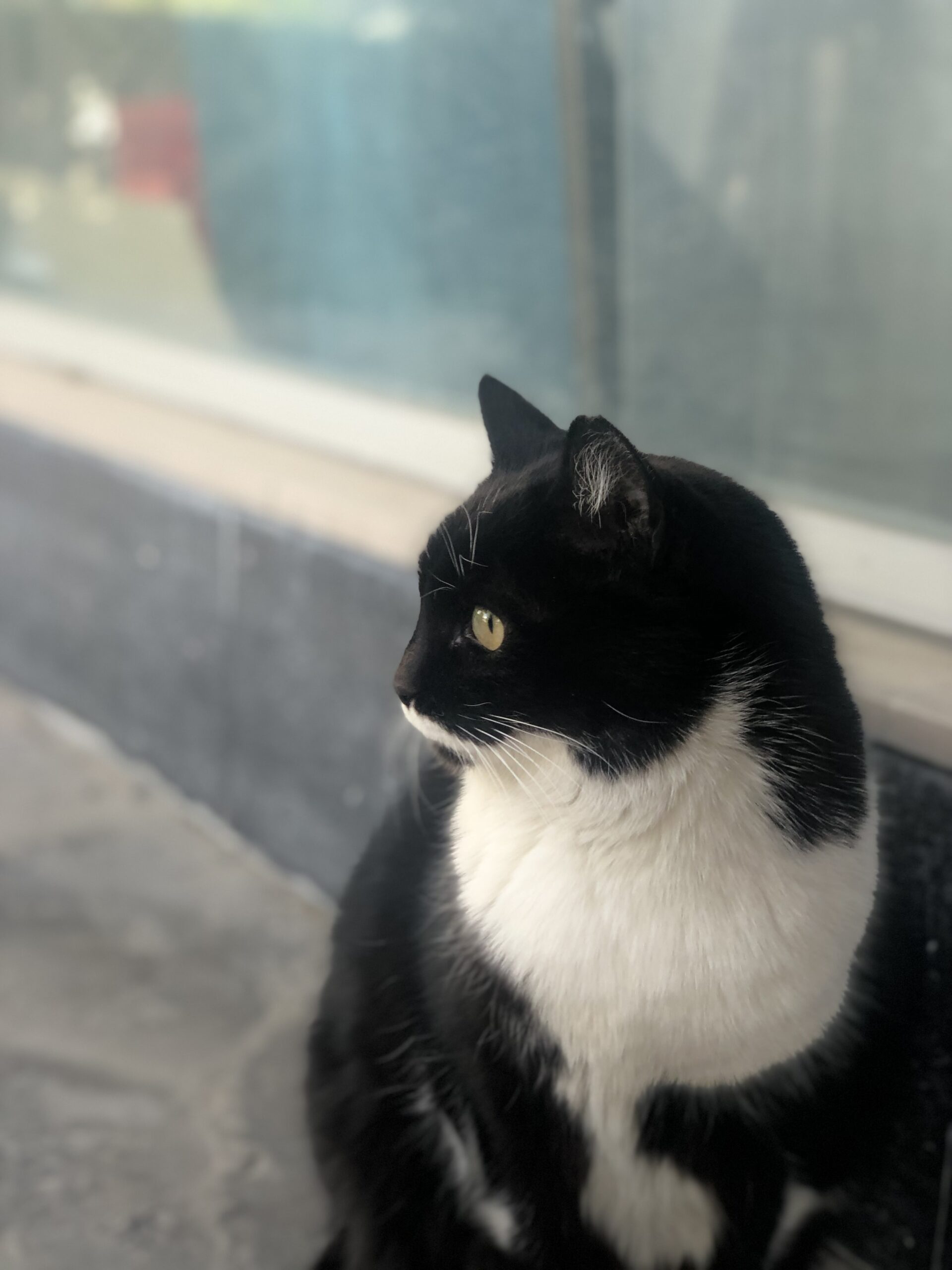 Meraklı Melahat